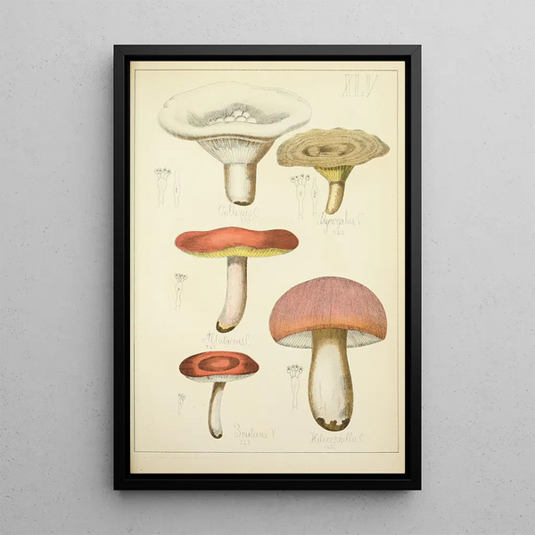 Naturgeschichte der Pilze Pl45 - Guillaume Sicard — gerahmtes Bild an der Wand