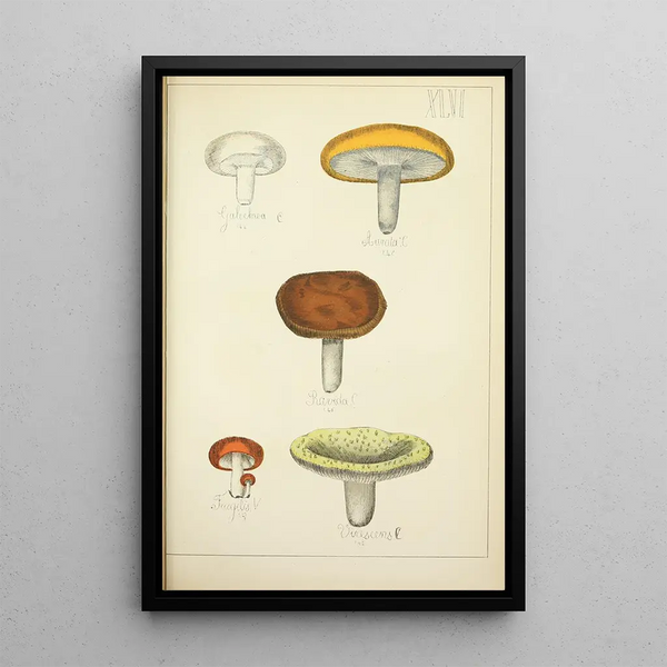 Naturgeschichte der Pilze Pl46 - Guillaume Sicard — gerahmtes Bild an der Wand