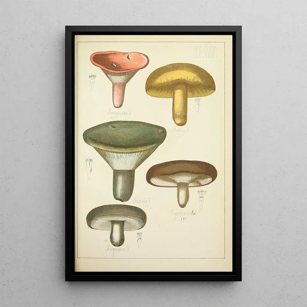 Histoire naturelle des champignons Pl47 - Guillaume Sicard — gerahmtes Bild an der Wand
