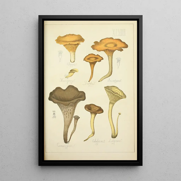 Histoire naturelle des champignons Pl48 - Guillaume Sicard — gerahmtes Bild an der Wand