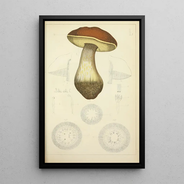 Histoire naturelle des champignons Pl50 - Guillaume Sicard — gerahmtes Bild an der Wand