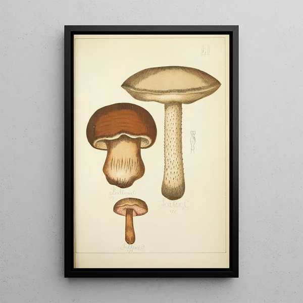Naturgeschichte der Pilze Pl51 - Guillaume Sicard — gerahmtes Bild an der Wand