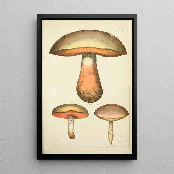 Geschichte der Natur der Pilze Pl53 - Guillaume Sicard — gerahmtes Bild an der Wand