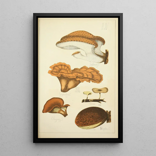 Guillaume Sicard - Histoire naturelle des champignons Pl55.webp