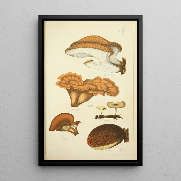 Naturgeschichte der Pilze Pl55 - Guillaume Sicard — gerahmtes Bild an der Wand