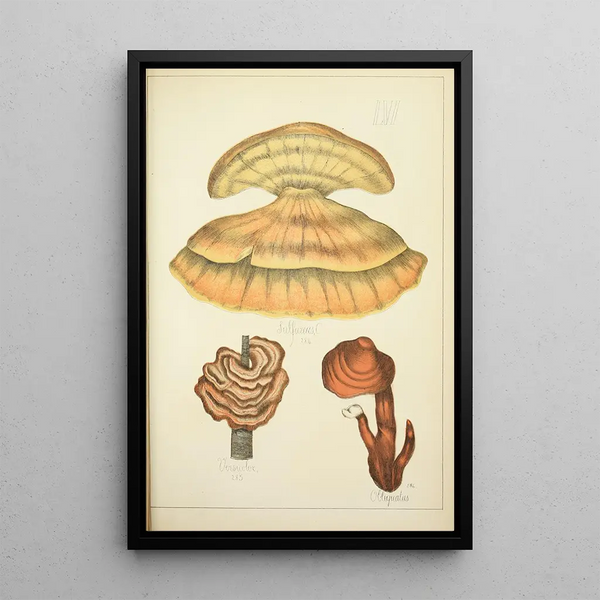 Naturgeschichte der Pilze Pl56 - Guillaume Sicard — gerahmtes Bild an der Wand