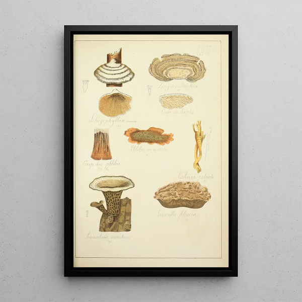 Histoire naturelle des champignons Pl57 - Guillaume Sicard — gerahmtes Bild an der Wand