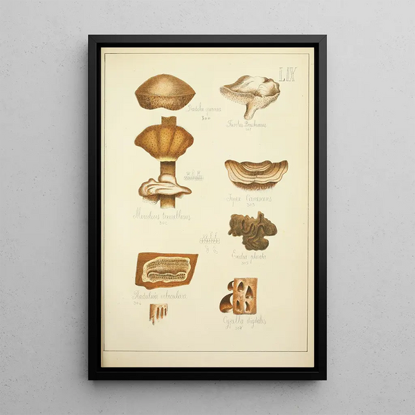 Naturgeschichte der Pilze Pl59 - Guillaume Sicard — gerahmtes Bild an der Wand