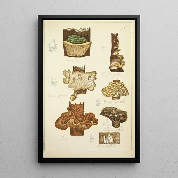 Histoire naturelle des champignons Pl60 - Guillaume Sicard — gerahmtes Bild an der Wand