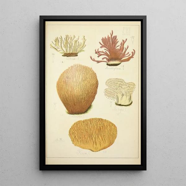 Histoire naturelle des champignons Pl61 - Guillaume Sicard — gerahmtes Bild an der Wand