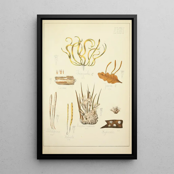 Geschichte der Natur der Pilze Pl63 - Guillaume Sicard — gerahmtes Bild an der Wand