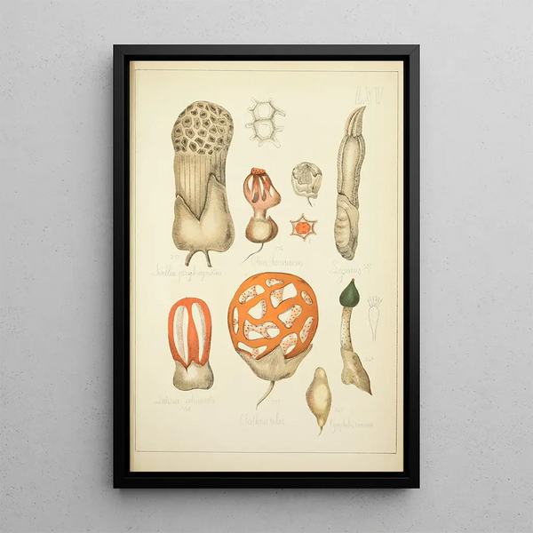 Naturgeschichte der Pilze Pl65 - Guillaume Sicard — gerahmtes Bild an der Wand