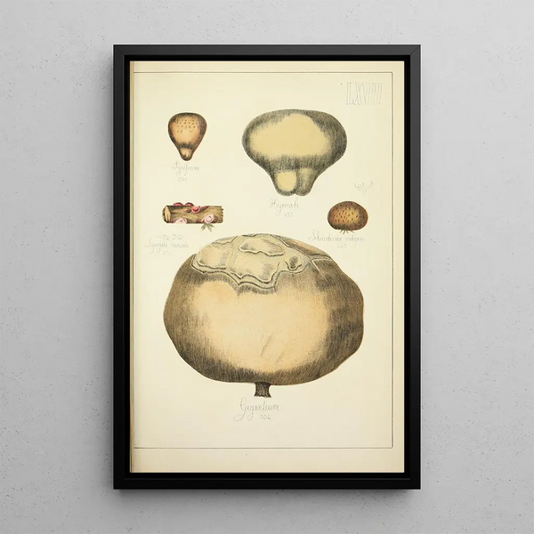 Histoire naturelle des champignons Pl67 - Guillaume Sicard — gerahmtes Bild an der Wand