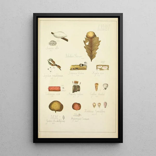 Histoire naturelle des champignons Pl68 - Guillaume Sicard — gerahmtes Bild an der Wand