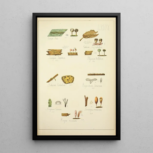 Geschichte der Natur der Pilze Pl69 - Guillaume Sicard — gerahmtes Bild an der Wand