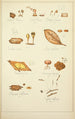 Histoire naturelle des champignons Pl70 - Guillaume Sicard — Ansicht des Kunstwerks