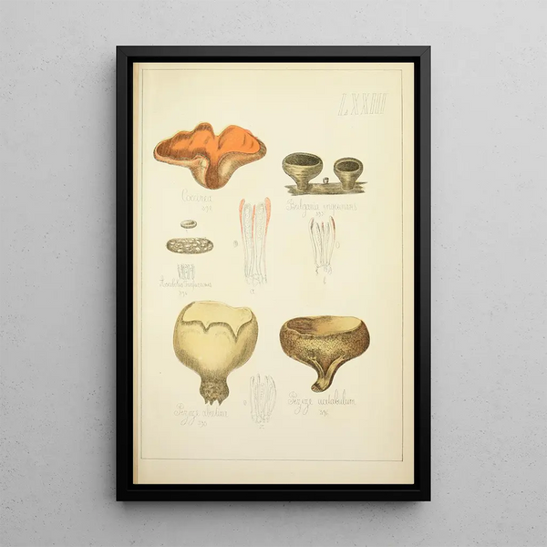 Naturgeschichte der Pilze Pl73 - Guillaume Sicard — gerahmtes Bild an der Wand