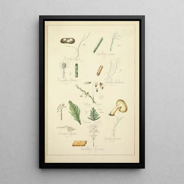 Geschichte der Natur der Pilze Pl74 - Guillaume Sicard — gerahmtes Bild an der Wand