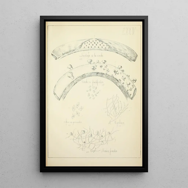 Histoire naturelle des champignons Pl75 - Guillaume Sicard — gerahmtes Bild an der Wand