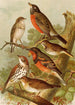 Le monde des oiseaux nord-américains pl02 - Gustav Mützel — Ansicht des Kunstwerks