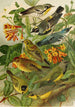 Le monde des oiseaux nord-américains pl14 - Gustav Mützel — Ansicht des Kunstwerks