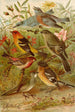 Le monde des oiseaux nord-américains pl21 - Gustav Mützel — Ansicht des Kunstwerks