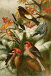 Le monde des oiseaux nord-américains pl22 - Gustav Mützel — Ansicht des Kunstwerks