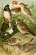 Le monde des oiseaux nord-américains pl24 - Gustav Mützel — Ansicht des Kunstwerks