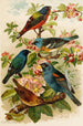 Le monde des oiseaux nord-américains pl28 - Gustav Mützel — Ansicht des Kunstwerks