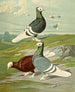 C. albicauda - Gustav Prütz — Ansicht des Kunstwerks