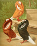 C. cuculata - Gustav Prütz — Ansicht des Kunstwerks