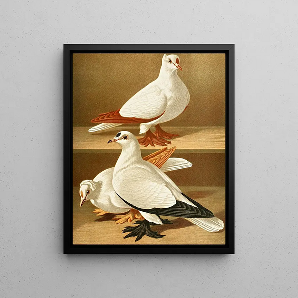 Gustav Prtz - C remigalis.webp