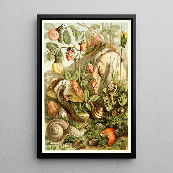 Mollusken der Landtiere - H Morin — gerahmtes Bild an der Wand