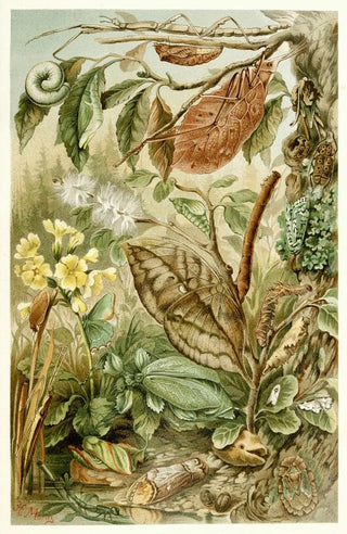 H Morin - Mimicry in Insects.webp