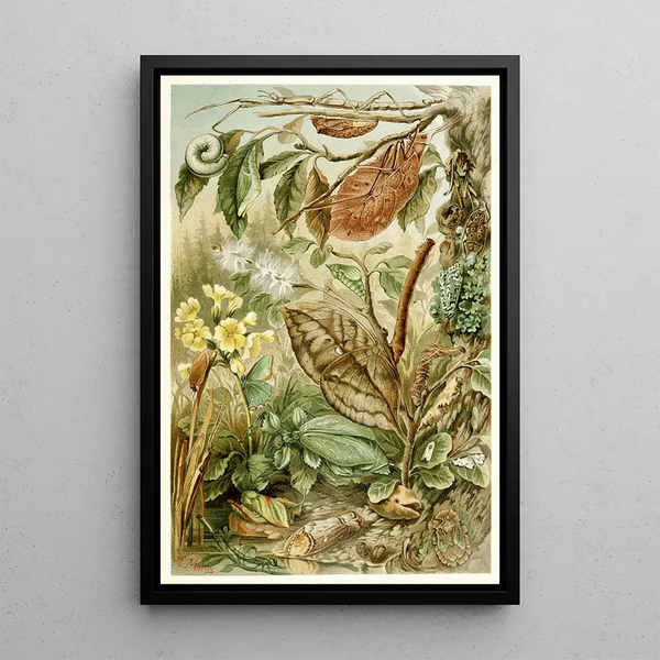 Mimétisme chez les insectes - H Morin — gerahmtes Bild an der Wand