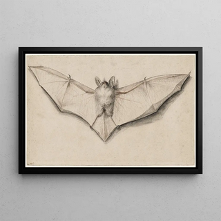 Hans Holbein The Younger - Bat with Outspread Wings.webp