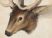 Tête de cerf - Hans Hug Kluber — Ansicht des Kunstwerks