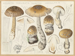 Hans Walty - Amanita inaurata Secretan strangulata Fr.webp