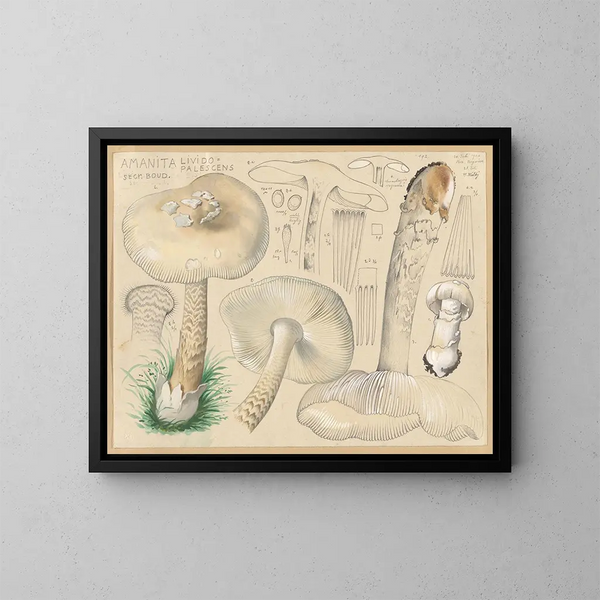 Amanit lividopalescente - Hans Baldung — gerahmtes Bild an der Wand