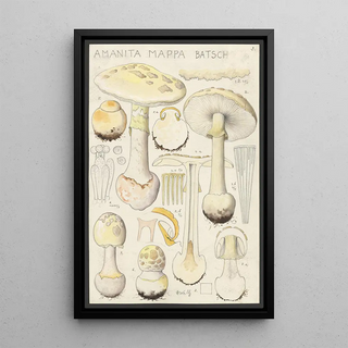 Hans Walty - Amanita mappa Batsch 2.webp