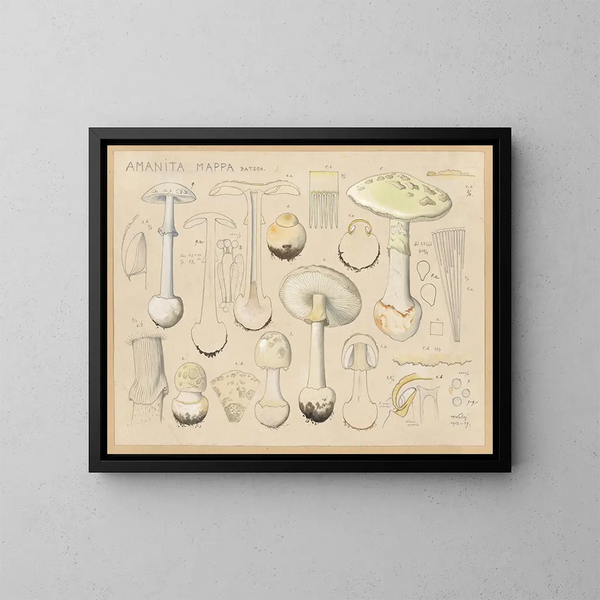 Amanite mappa - Hans Baldung — gerahmtes Bild an der Wand