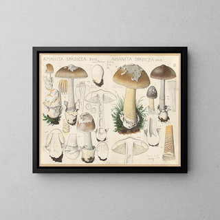 Hans Walty - Amanita spadicea Secr.webp