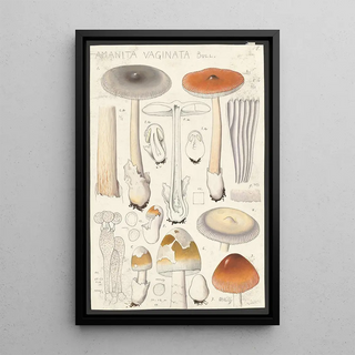 Hans Walty - Amanita vaginata Bull.webp