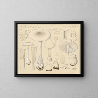 Hans Walty - Amanita verna Bull.webp