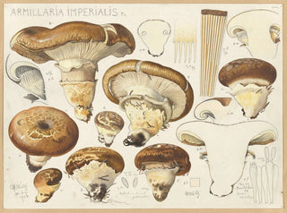 Armillaria impérialis - Hans Baldung — Ansicht des Kunstwerks