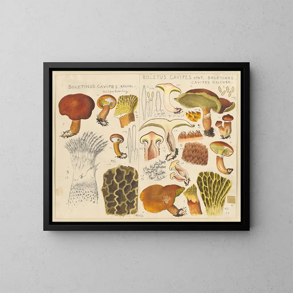 Boletin de cavipes - Hans Baldung — gerahmtes Bild an der Wand