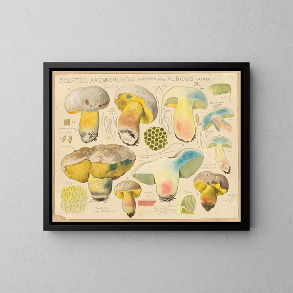 Boletus appendiculatus var. albidus - Hans Baldung — gerahmtes Bild an der Wand