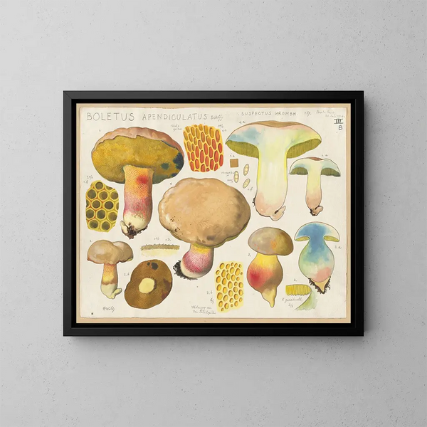 Boletus appendiculatus Schff suspectus Krombh - Hans Baldung — gerahmtes Bild an der Wand
