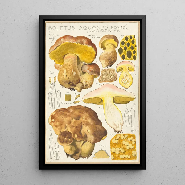Bolet aqueux - Hans Baldung — gerahmtes Bild an der Wand