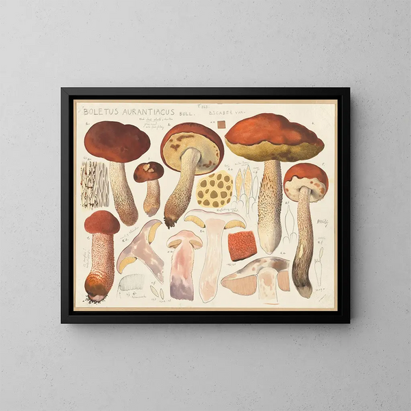 Bolet orange - Hans Baldung — gerahmtes Bild an der Wand